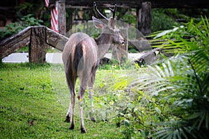 Deer eating the grass in the khaoyai national park ,Thailand