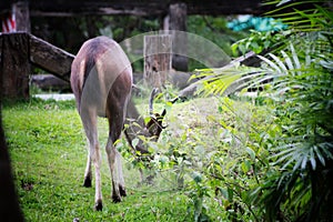 Deer eating the grass in the khaoyai national park ,Thailand