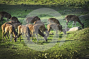 Deer eating grass in western ghats kerala forest