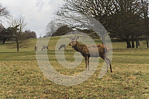 deer eating the grass on a winter cloudy day, Wollaton Hall and Deer Park in Nottingham
