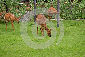 deer eating grass in the zoo