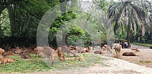 Deer eating grass zoo wildlife nature life animal mamal