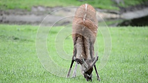 Deer eating green grass