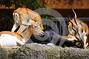 Deer eating in group, chapultepec zoo, mexico city. I