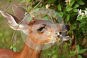 Deer eating honeysuckle