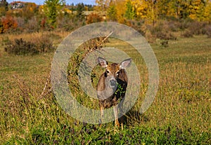Deer Eating Leaves In A Cochrane Park