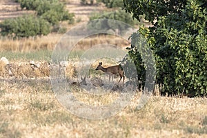 Deer eating in the meadows