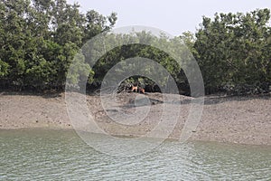 Deer eating tree leaves freely at Sundarban forest photo