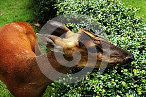 A deer eating a tree, side-up close-up