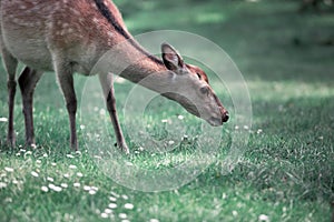 Deer eats grass on the lawn in woods