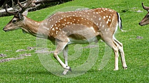 Deer eats grass and walks away when other follow