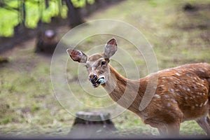 A deer eats a watermelon rind in a zoo
