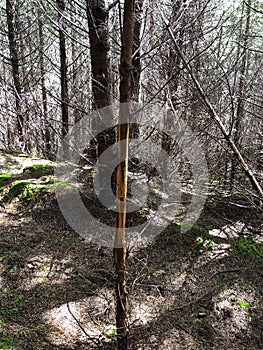 Deer elk rub on a small tree on a trail