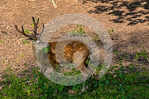 Deer enclosure in the RÃ¶hrenenseepark Bayreuth