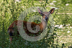 Deer enclosure in the RÃ¶hrenenseepark Bayreuth