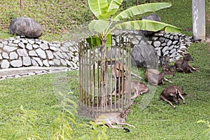 Deer enclosure in Taman Rusa. Deers Perdana Botanical Gardens