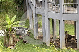 Deer enclosure in Taman Rusa. Deers Perdana Botanical Gardens