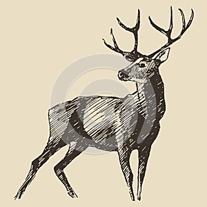 Deer Engraving, Vintage Illustration, Vector