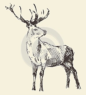 Deer Engraving, Vintage Illustration, Vector