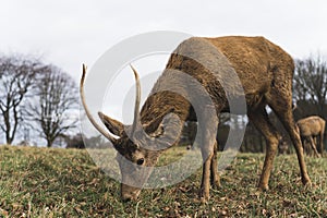 deer enjoying its meal in Wollaton Hall, cloudy day