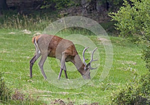 Deer European