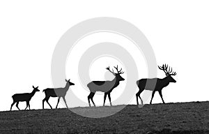 Deer evolution