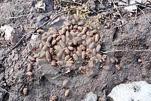 Deer excrements on gravel ground. Deer poop on gravel ground. Animals dung. Animal defecate. Waste of Animal.
