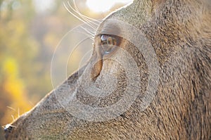 Deer eye close-up