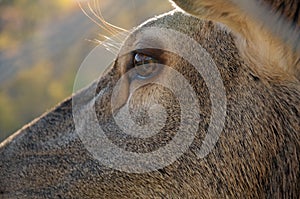 Deer eye close-up