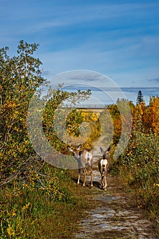 Deer In A Fall Park In Cochrane