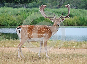 deer fallow stag with antlers