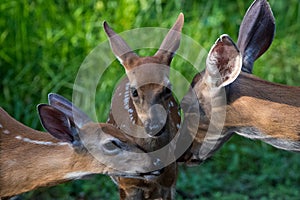 Deer Family