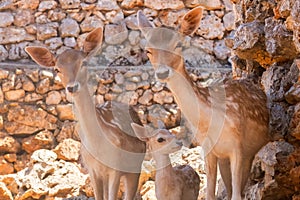 Deer family in a farm.