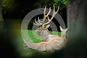 Deer family in the forest. Bactrian deer, Cervus elaphus bactrianus, bellow majestic powerful adult animal outside autumn forest D