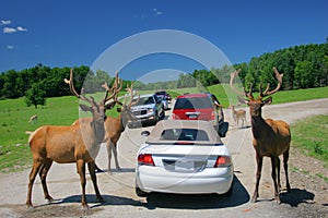 Deer family in Omega park