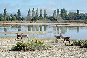 Deer family running in a wetland area
