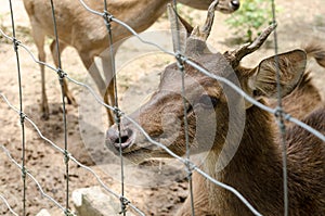 Deer in farm at Chiang Rai,Thailand