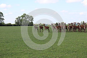 Deer farm herd