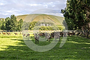 Deer farm on a New Zealand