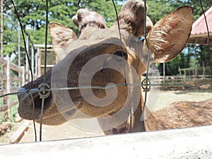 Deer in a farm, Thailand.