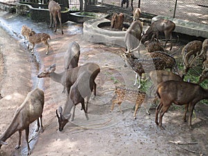 Deer farm town area , hoofed ruminant mammals