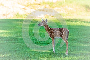 Deer Fawn