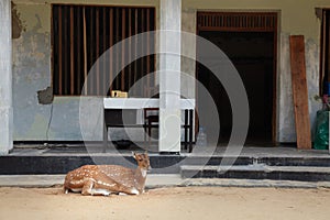 Deer fawn in the city in front of a building
