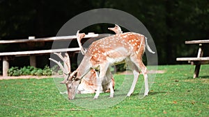 deer fawn and doe grazing on grass