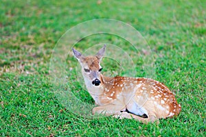 Deer fawn on grass