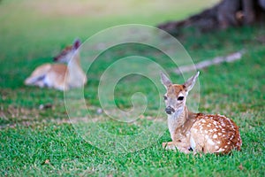 Deer fawn on grass