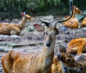 Deer and Fawn at Ho Chi Minh City Zoo Vietnam