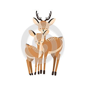 Deer with fawn isolated on white background. Family of wild forest herbivorous animals. Chital parent with child or