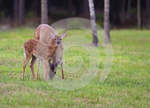 Deer fawn and mother