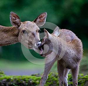 Deer with Fawn with mother licking baby at Taman Safari Indonesia in Cisarua, Bogor, Inesia.